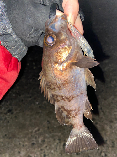 メバルの釣果