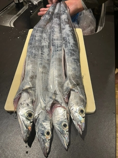 タチウオの釣果