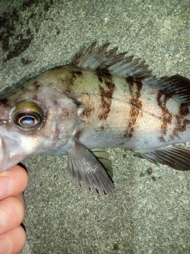 メバルの釣果