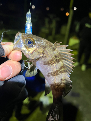 メバルの釣果