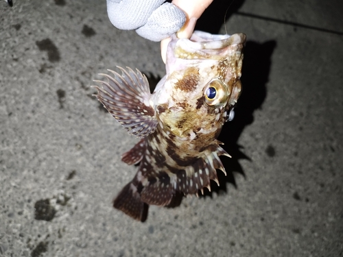 カサゴの釣果