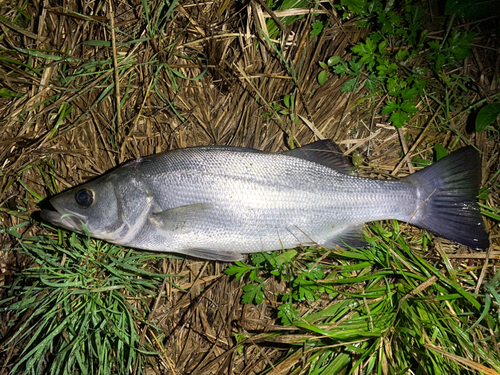 ヒラスズキの釣果