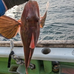 のんびり魚釣りの釣果