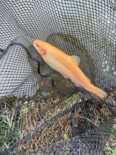 ニジマスの釣果