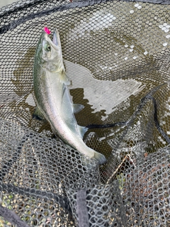 ニジマスの釣果