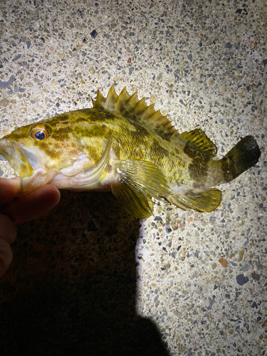 タケノコメバルの釣果