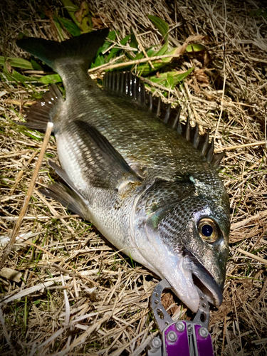 チヌの釣果