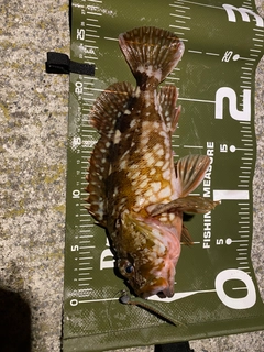 カサゴの釣果