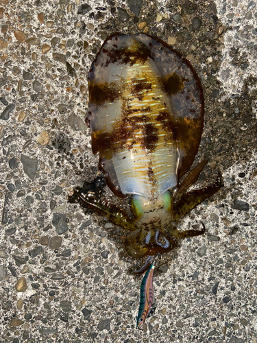 アオリイカの釣果