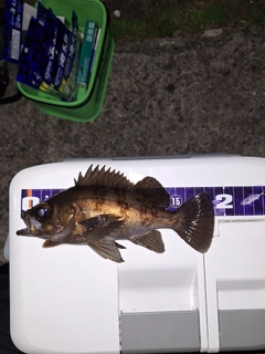 メバルの釣果