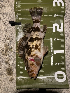 ベッコウゾイの釣果
