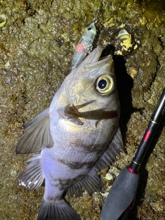 シロメバルの釣果