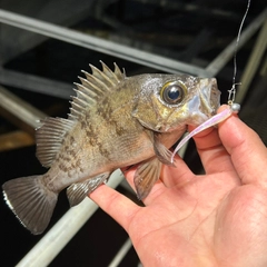 シロメバルの釣果