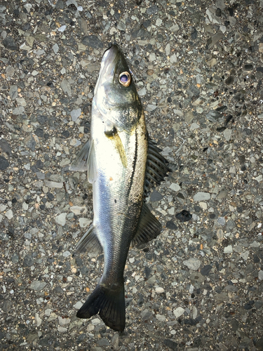 セイゴ（マルスズキ）の釣果