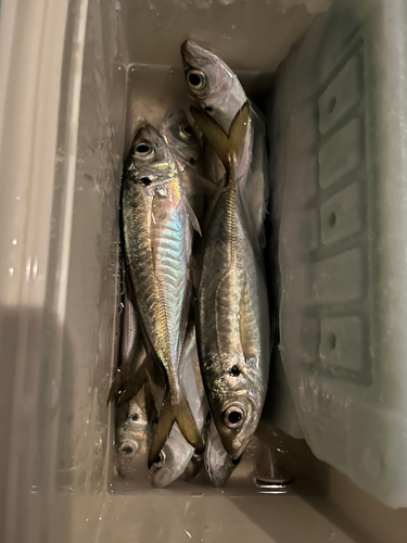 アジの釣果