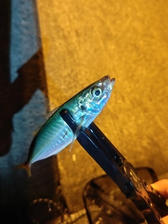 マルアジの釣果