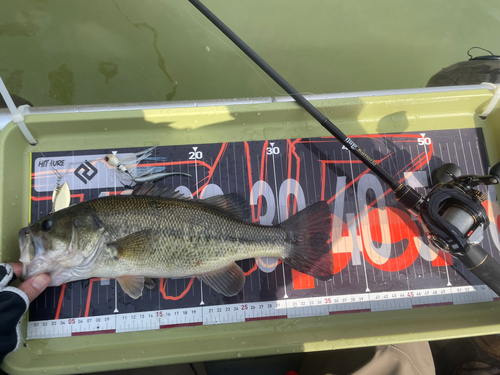 ブラックバスの釣果