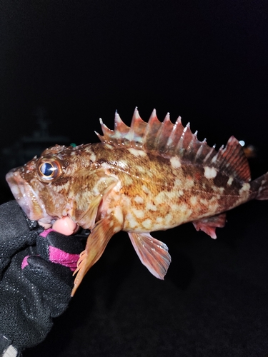 カサゴの釣果