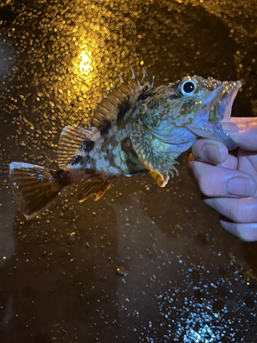 カサゴの釣果