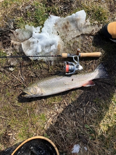 ブラウントラウトの釣果