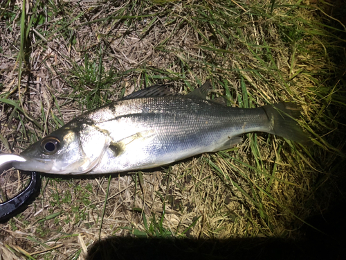 セイゴ（マルスズキ）の釣果