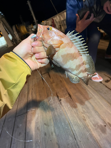 シモフリハタの釣果