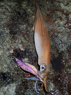 ヤリイカの釣果