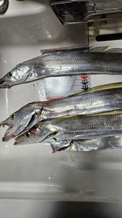 タチウオの釣果