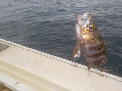 クロメバルの釣果