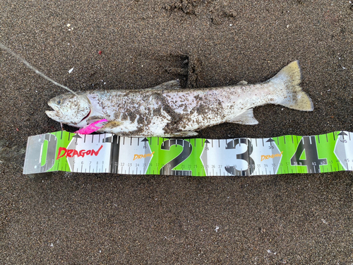 アメマスの釣果