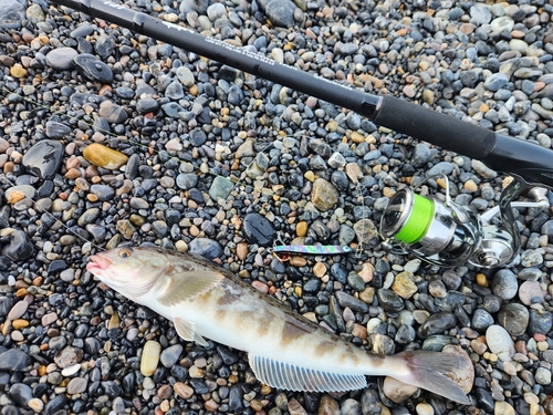 ホッケの釣果