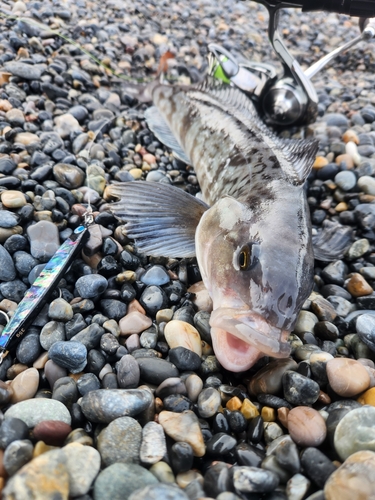 ホッケの釣果