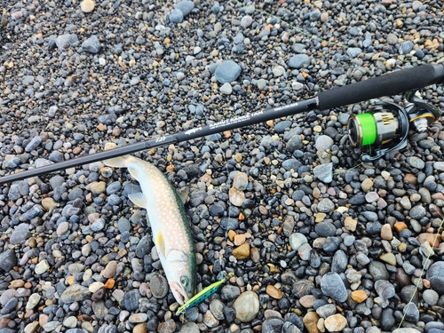 アメマスの釣果