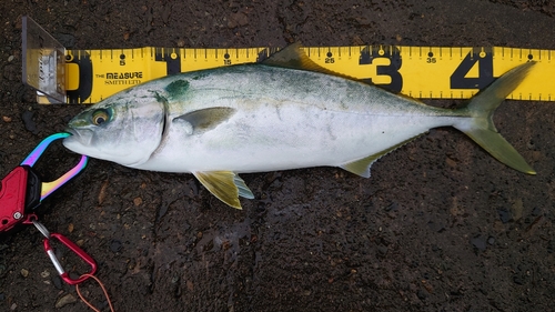 ハマチの釣果