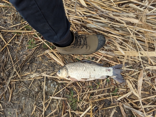 ヘラブナの釣果