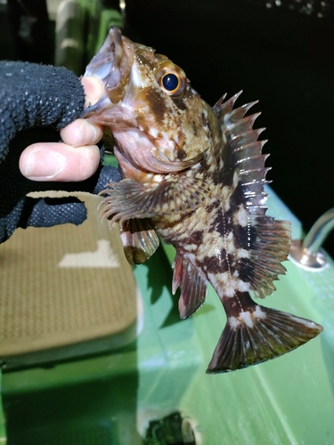 カサゴの釣果