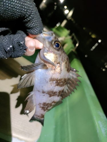 メバルの釣果