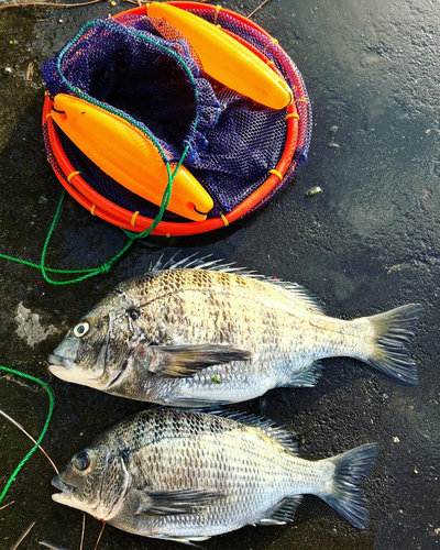 クロダイの釣果