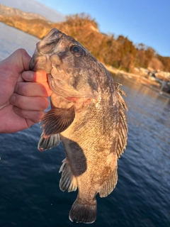 クロソイの釣果