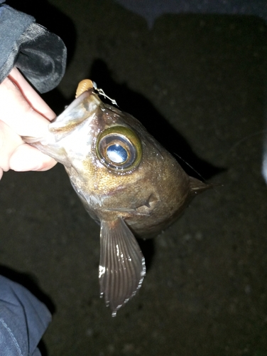 メバルの釣果