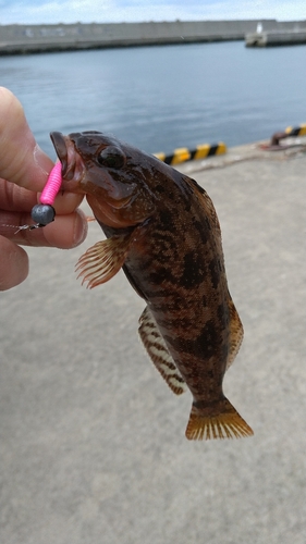 アブラコの釣果