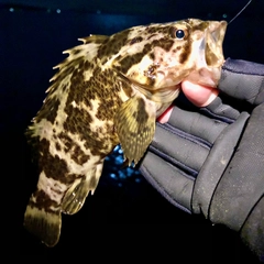 タケノコメバルの釣果