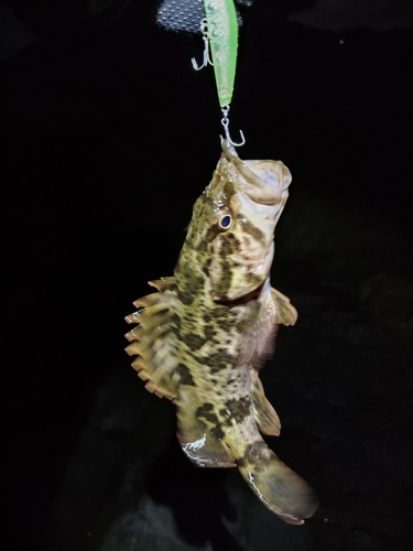 タケノコメバルの釣果