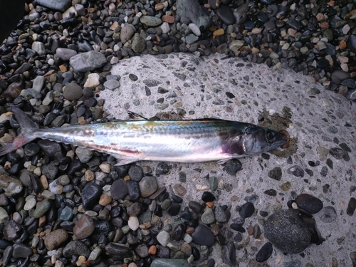 サゴシの釣果