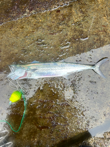 サゴシの釣果