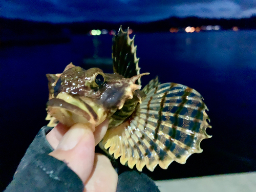 カジカの釣果