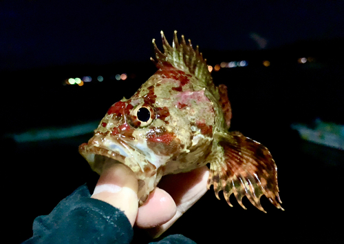 ヨロイメバルの釣果