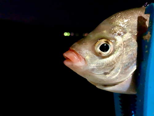 タナゴの釣果