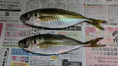 アジの釣果