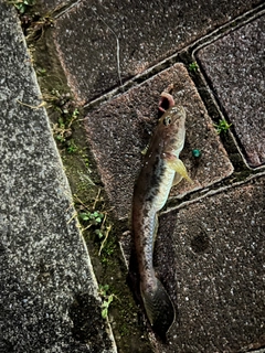 マハゼの釣果